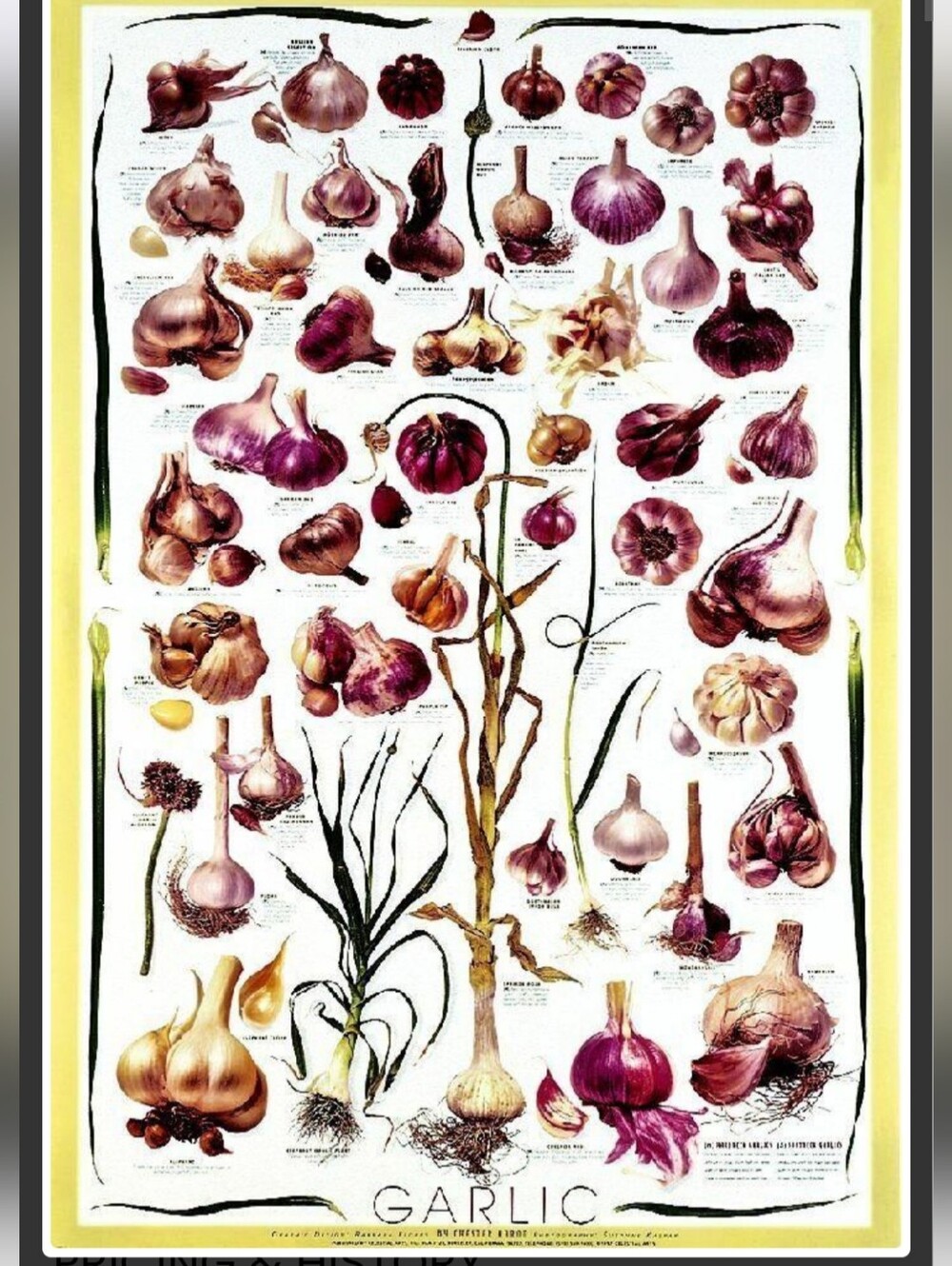 🧄 Garlic Poster Celestial Arts - 1997 Susanne Kaspar Rolled In Tube - 24x36 -